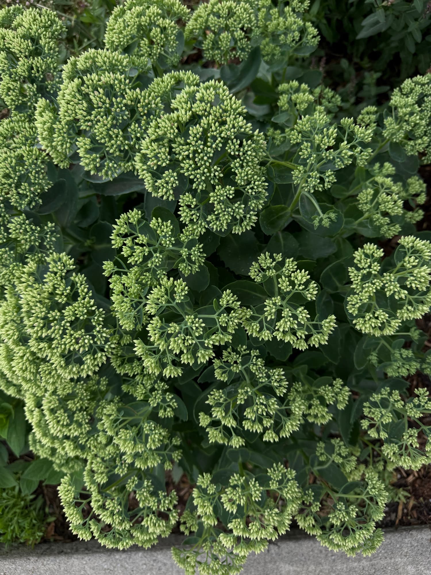 Dense clusters of green flower buds and leaves