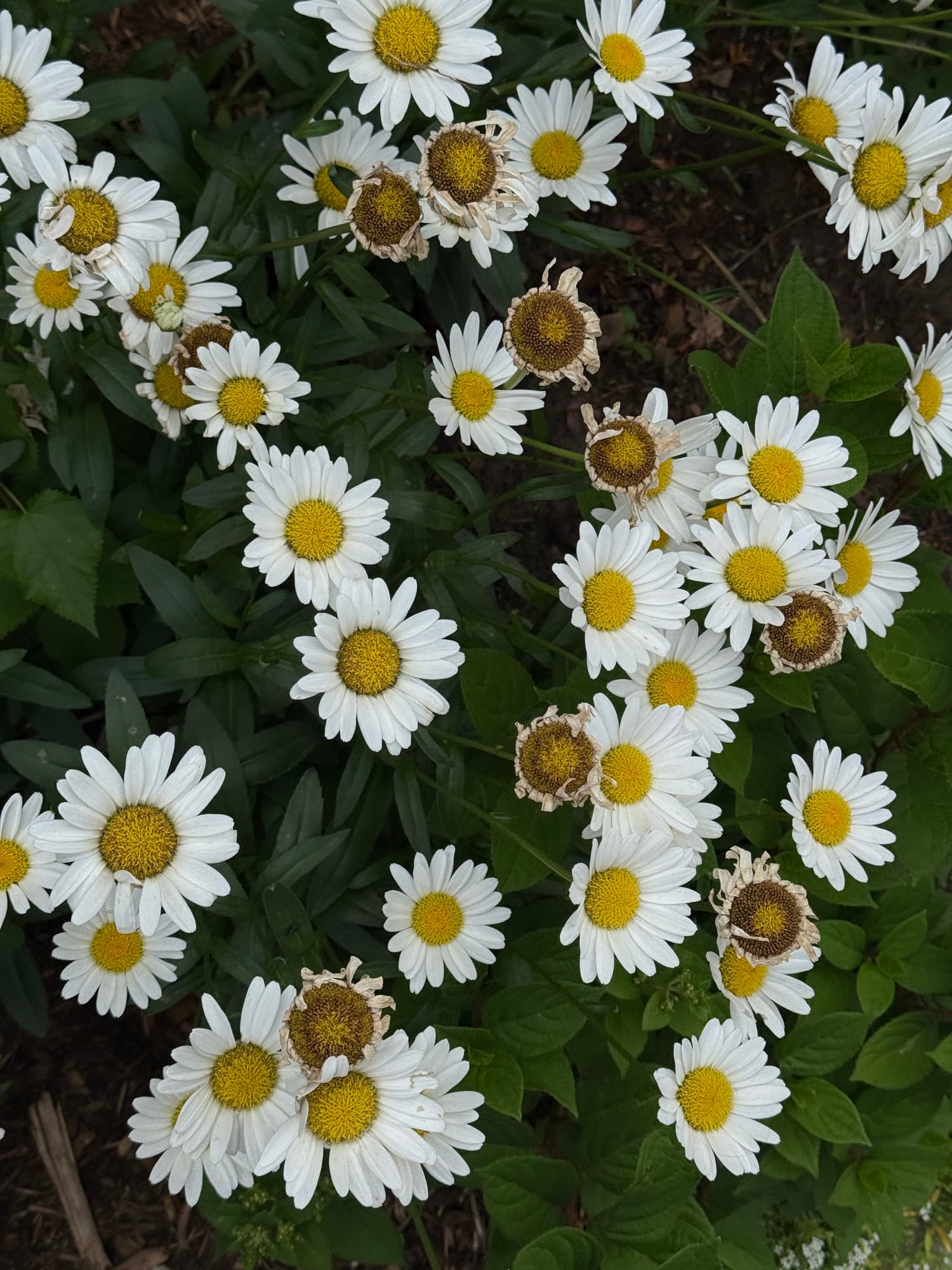 White daisies and their yellow centres growing among deep green leaves