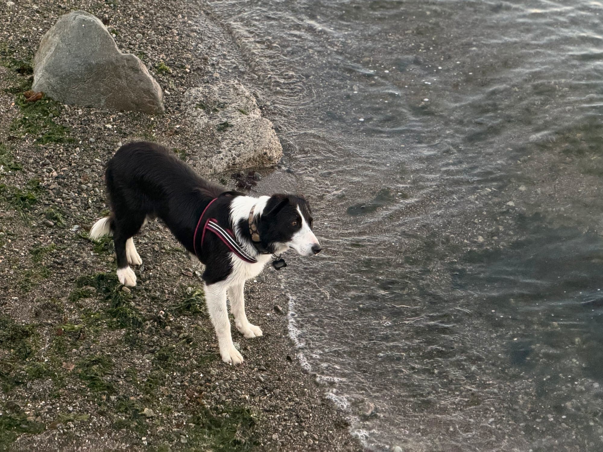 A border collie standing at the water's edge on a pebble beach
